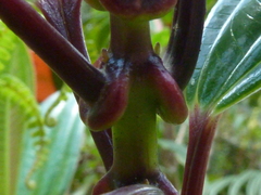 Miconia amplinodis