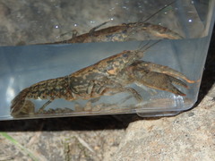 Cambarus unestami