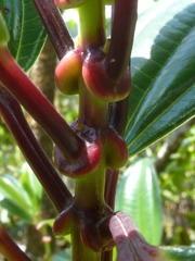 Miconia amplinodis