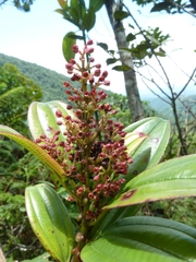 Miconia amplinodis