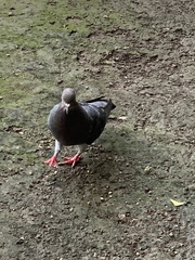 Columba livia domestica