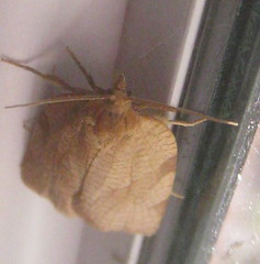 Aphelia alleniana