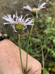 Erigeron glabellus