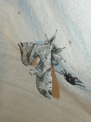 Apatelodes pudefacta