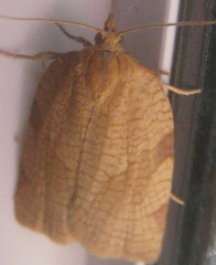 Aphelia alleniana