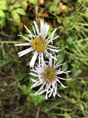 Erigeron glabellus