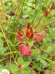 Hypericum kamtschaticum