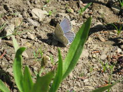 Icaricia icarioides lycea