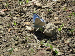 Glaucopsyche lygdamus oro