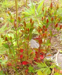 Hypericum kamtschaticum