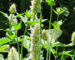 Parnassius clodius menetriesii