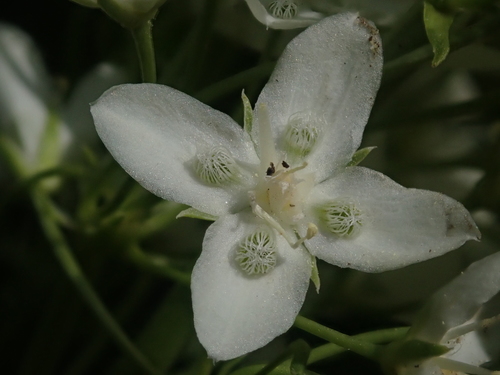 Image of Frasera montana by (c) Nolan Exe, some rights reserved (CC BY)
