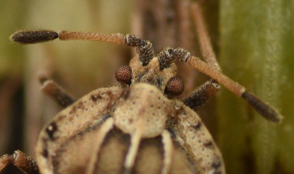 Spear Thistle Lacebug