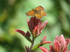 Chlosyne palla flavula