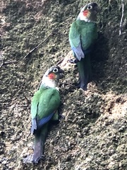 White-Breasted Parakeet photo 4