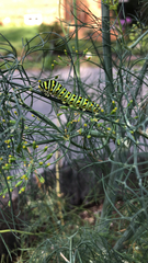 Papilio polyxenes