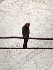 Haemorhous mexicanus