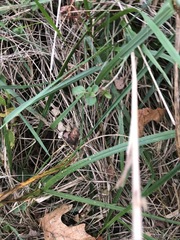 Lysimachia nummularia