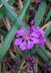 Physocalymma scaberrimum