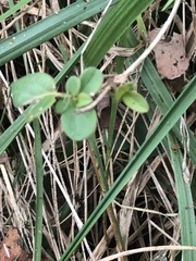 Lysimachia nummularia