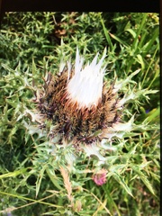 Carlina acaulis