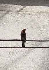 Haemorhous mexicanus