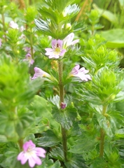 Euphrasia maximowiczii