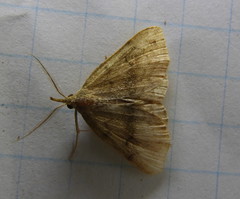 Phalaenostola metonalis