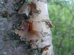 Betula papyrifera kenaica