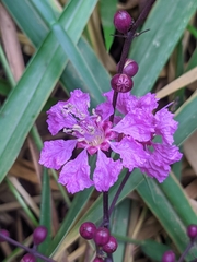 Physocalymma scaberrimum