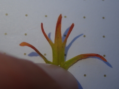 Castilleja covilleana