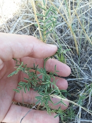 Sophora nuttalliana