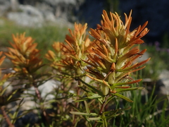Castilleja covilleana