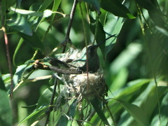 Cynanthus latirostris