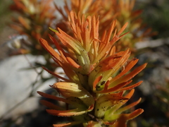 Castilleja covilleana