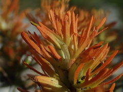 Castilleja covilleana