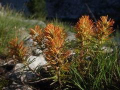 Castilleja covilleana