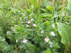 Euphrasia maximowiczii