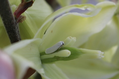 Tegeticula yuccasella