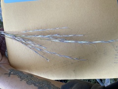 Pseudoroegneria spicata