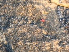 Balaustium