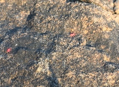 Balaustium