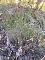 Pseudoroegneria spicata