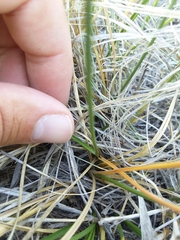 Carex duriuscula