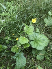 Geum macrophyllum