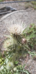 Cirsium eatonii