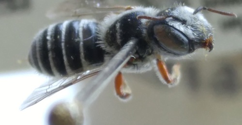 Ashmeadiella bigeloviae
