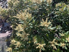 Chrysolepis sempervirens