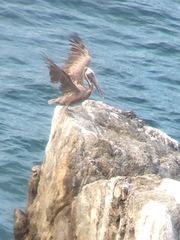 Pelecanus occidentalis