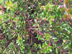Arctostaphylos nummularia